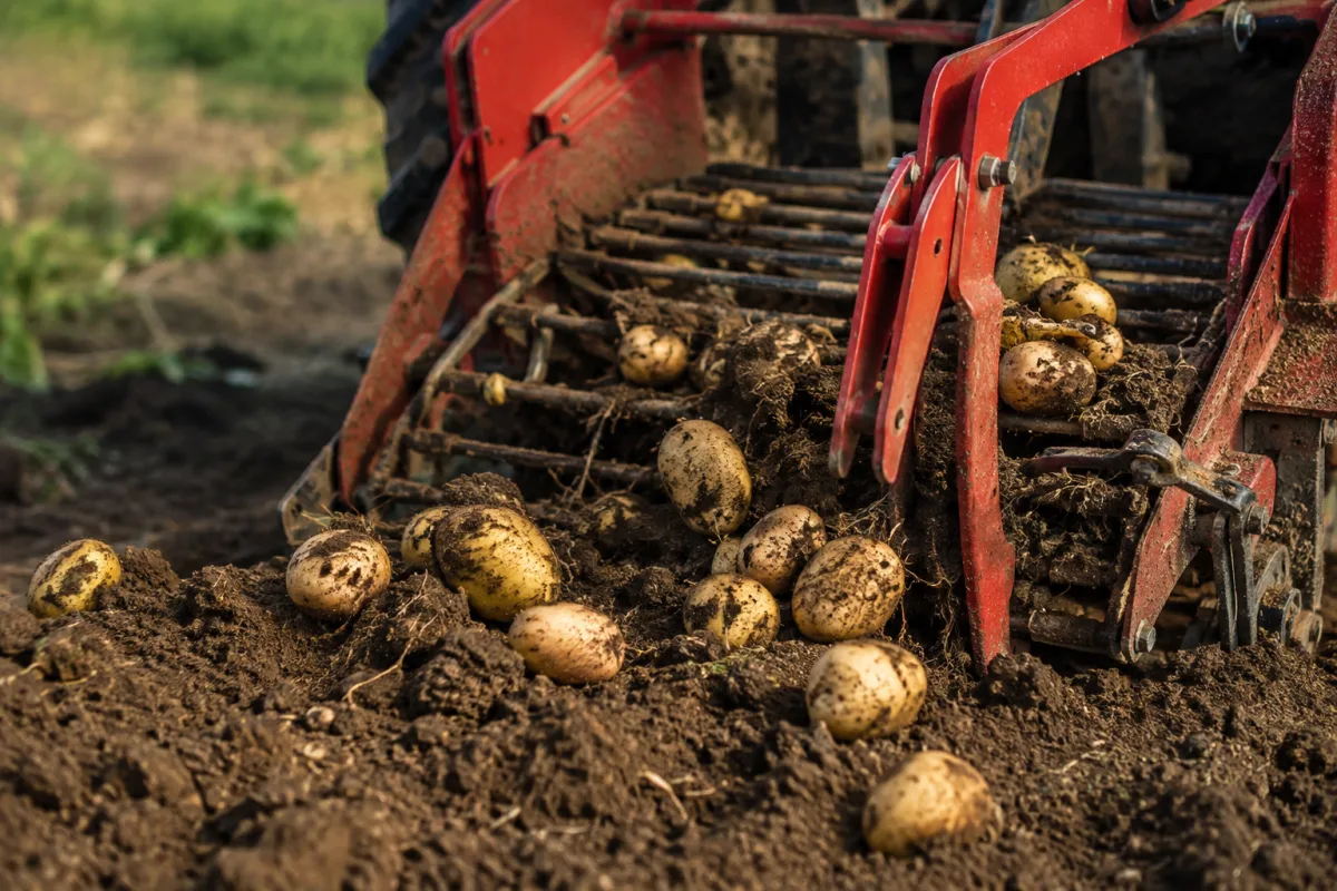 Gros plan sur le soc d'extraction soulevant la terre et les tubercules sains